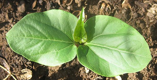 Peregrina: Seedling of an interspecific hybrid Jatropha curcas x integerrima. The first leaf is very different from J. curcas (longer, border entire instead of serrated an