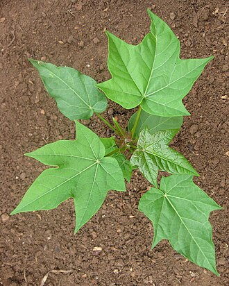 Peregrina: Interspecific hybrid Jatropha curcas x integerrima 28 days after sowing. 2 lateral branches have been formed. #1