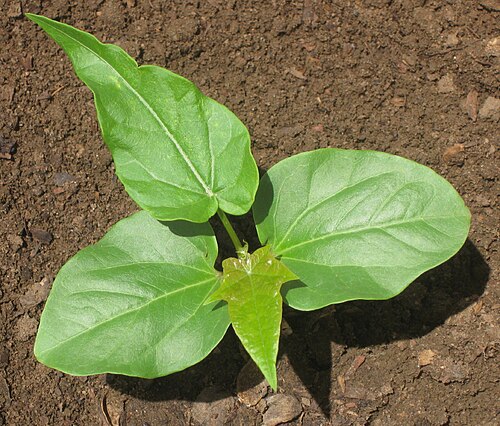 Peregrina: Interspecific hybrid Jatropha curcas x integerrima 17 days after sowing. The second real leaf is lobed, but quite unlike Jatropha curcas.