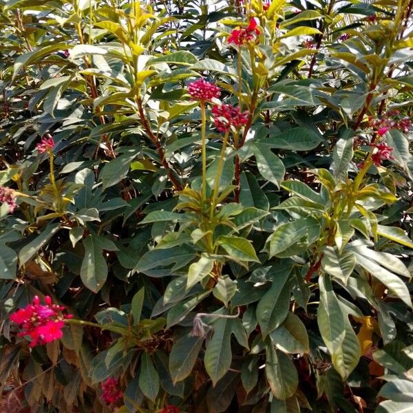 Peregrina (Jatropha integerrima)