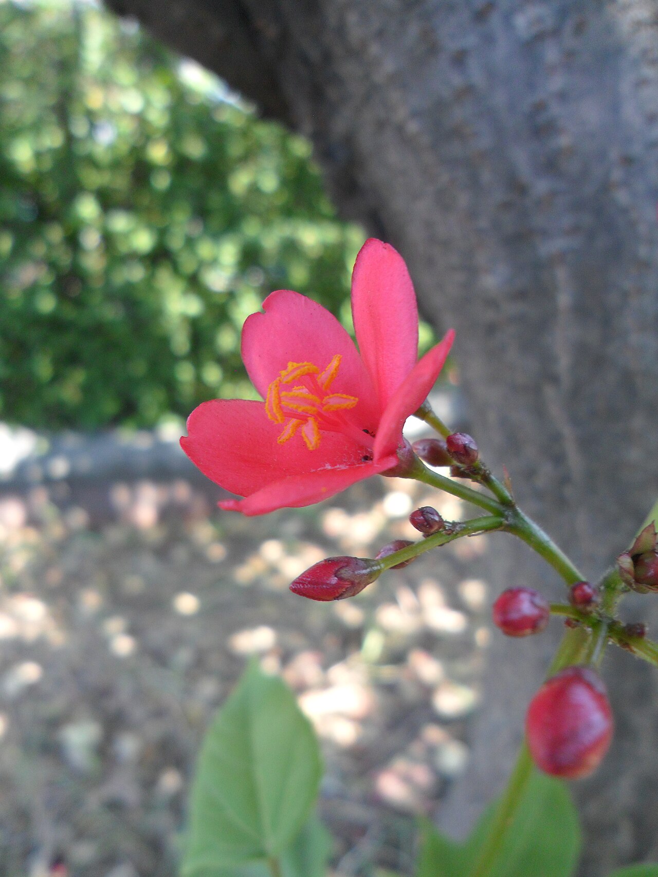Peregrina: Jatropha_integerrima