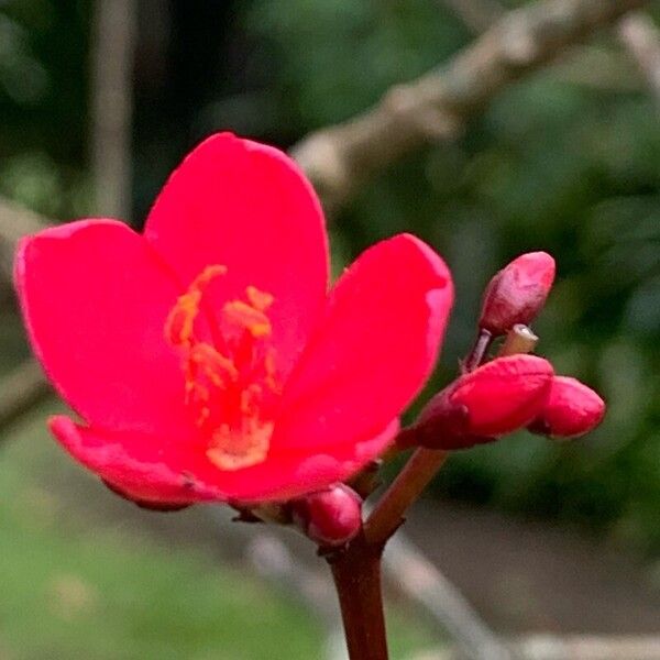 Peregrina (Jatropha integerrima)