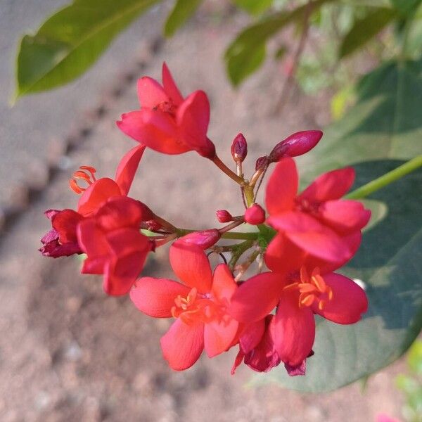 Peregrina (Jatropha integerrima)