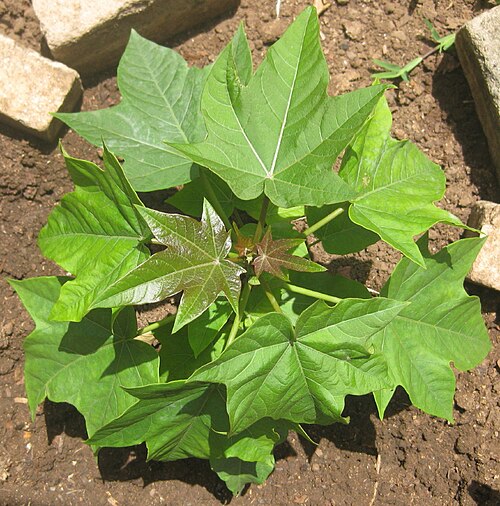 Peregrina: Interspecific hybrid Jatropha curcas x integerrima 51 days after sowing. #1