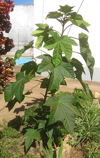 Peregrina: Interspecific hybrid Jatropha curcas x integerrima 111 days after sowing. #1