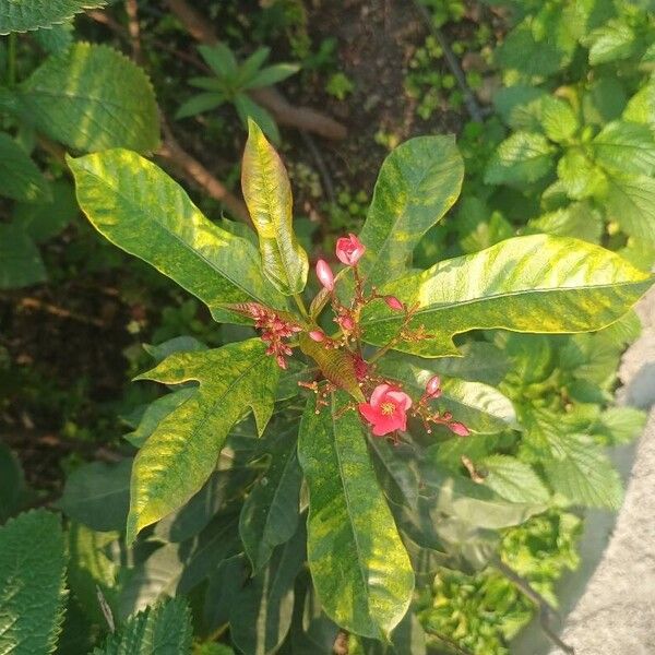 Peregrina (Jatropha integerrima)