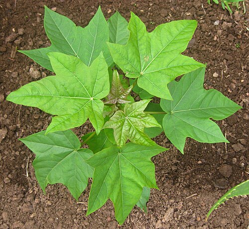 Peregrina: Interspecific hybrid Jatropha curcas x integerrima 34 days after sowing. #1