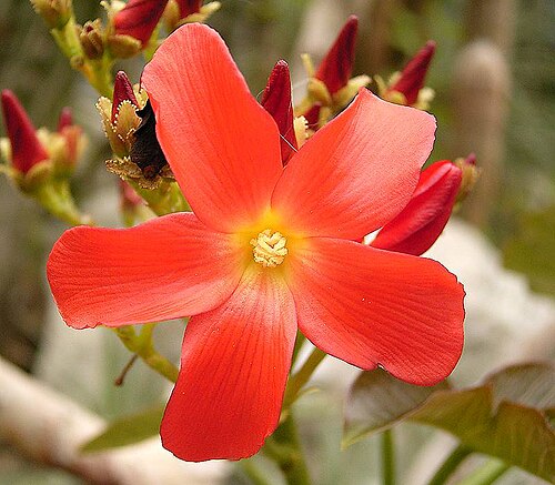 Jatropha macrantha: Jatropha macrantha
