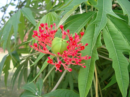 Coralbush: Jatropha multifida, probably in Thailand