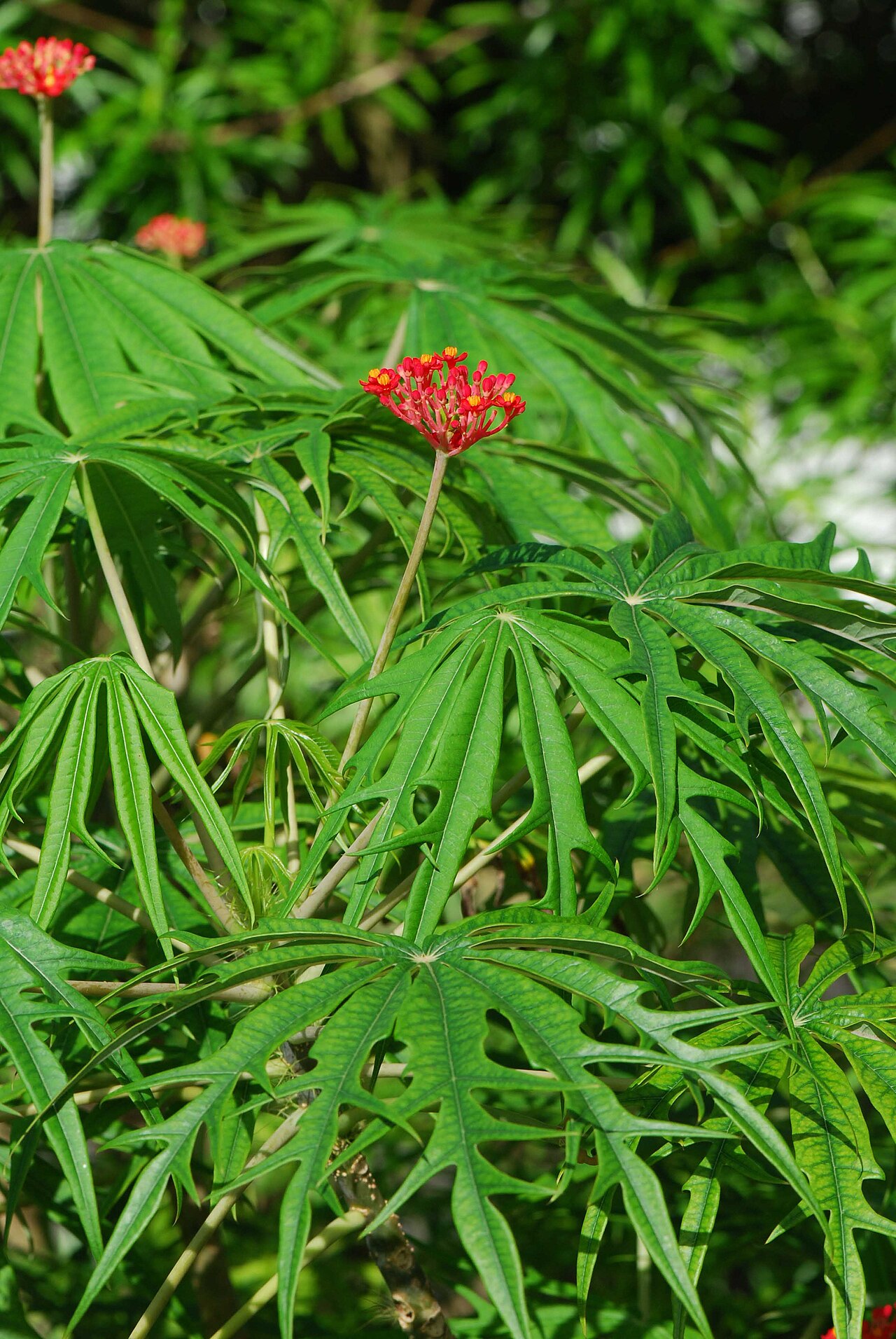 Coralbush: Jatropha multifida, Corail, île Maurice