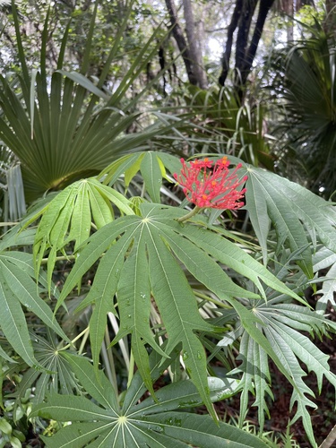 Coralbush (Jatropha multifida)
