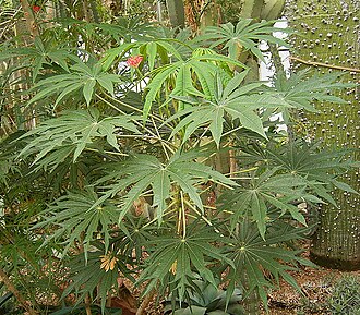 Coralbush: Jatropha multifida