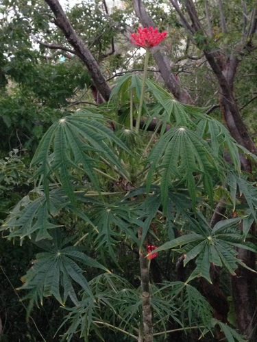 Coralbush (Jatropha multifida)