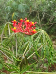 Coralbush (Jatropha multifida)