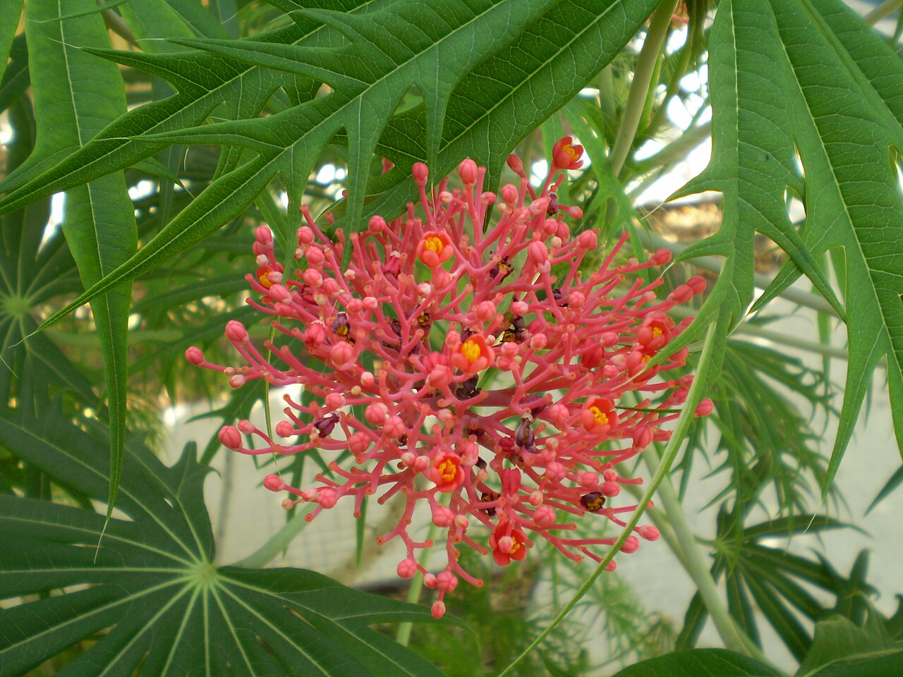 Coralbush: Orto botanico di Palermo