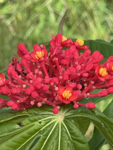 Coralbush (Jatropha multifida)