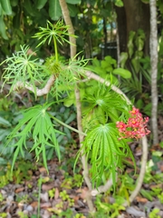 Coralbush (Jatropha multifida)