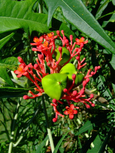 Coralbush (Jatropha multifida)