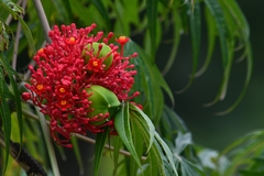 Coralbush (Jatropha multifida)