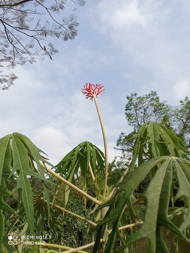 Coralbush (Jatropha multifida)
