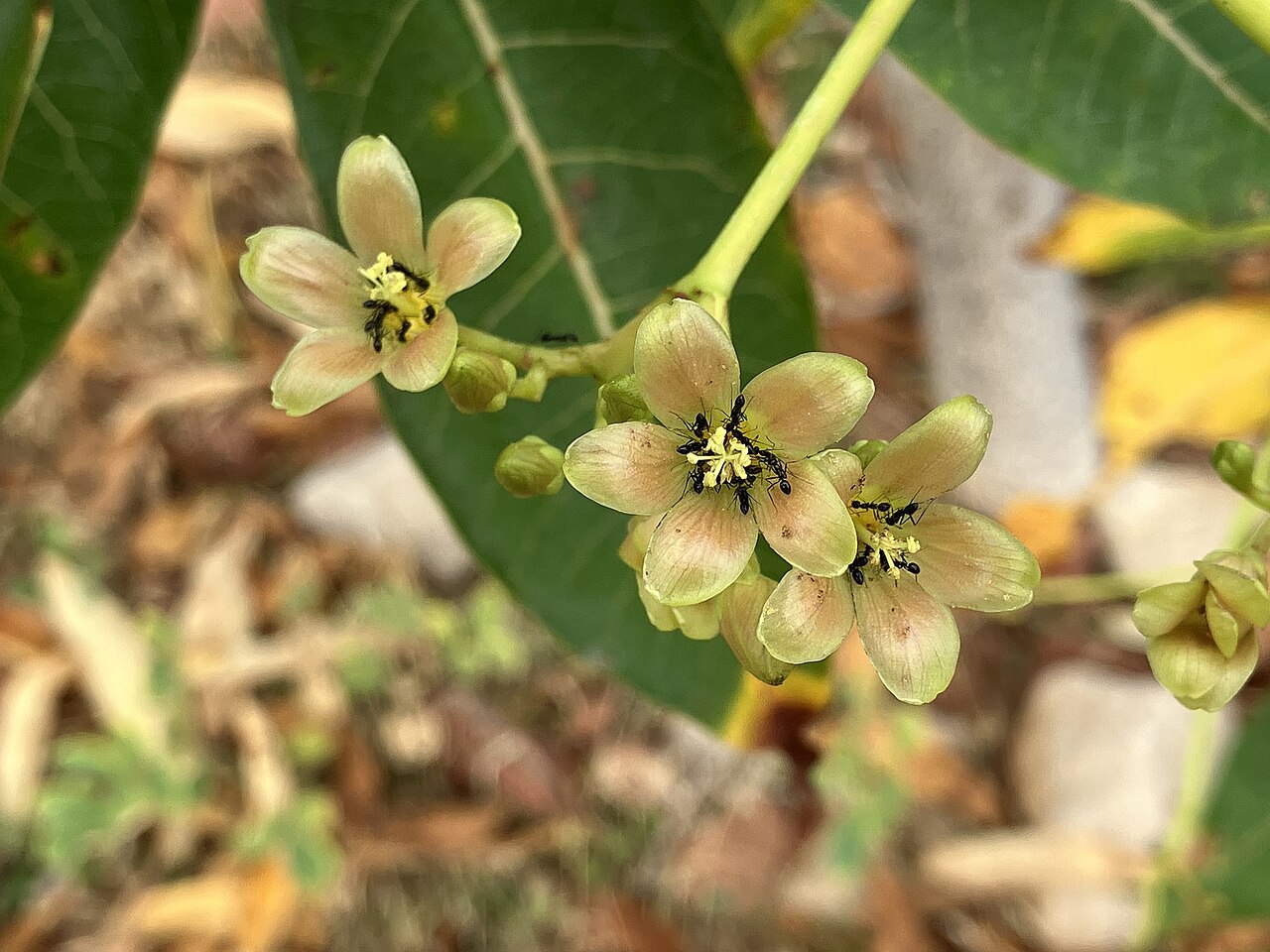 Jatropha unicostata: Sibru ( Jatropha unicostata ) in Yemen
