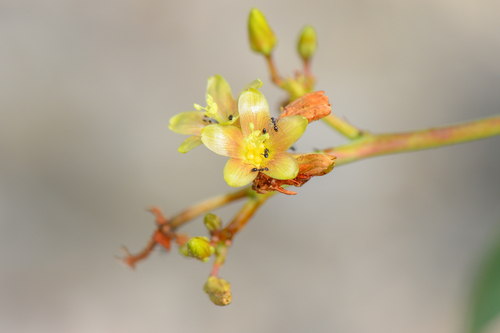 Jatropha unicostata (Jatropha unicostata)