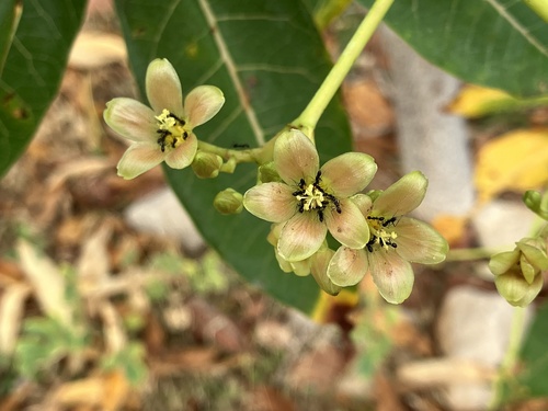Jatropha unicostata (Jatropha unicostata)