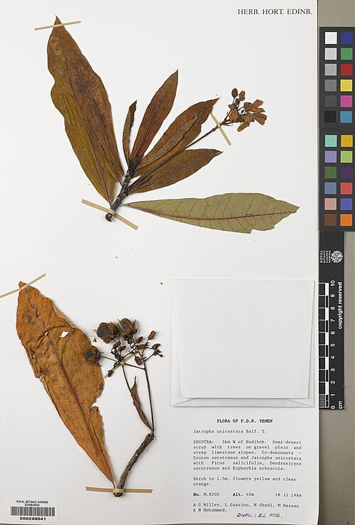 Jatropha unicostata: Jatropha unicostata