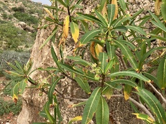 Jatropha unicostata (Jatropha unicostata)