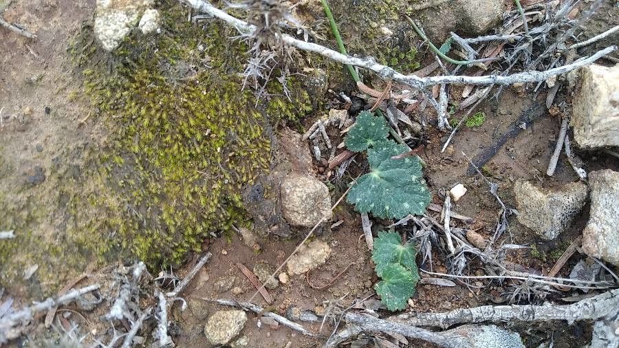 Foothill jepsonia (Jepsonia heterandra)