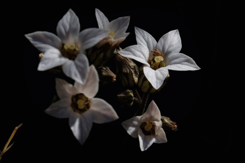 Parry's jepsonia (Jepsonia parryi)