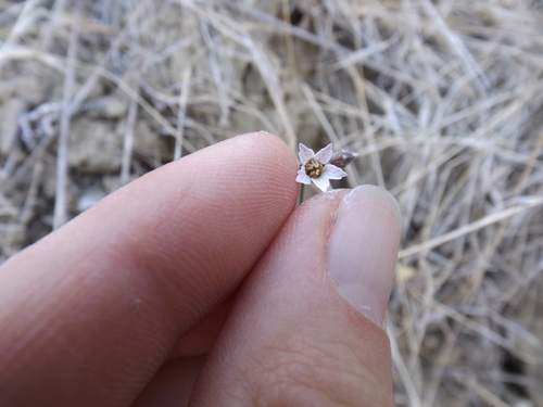 Parry's jepsonia (Jepsonia parryi)