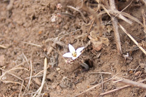 Parry's jepsonia (Jepsonia parryi)
