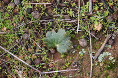 Parry's jepsonia (Jepsonia parryi)