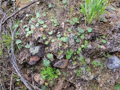 Parry's jepsonia (Jepsonia parryi)