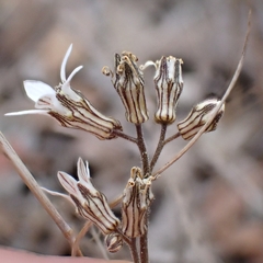 Parry's jepsonia (Jepsonia parryi)