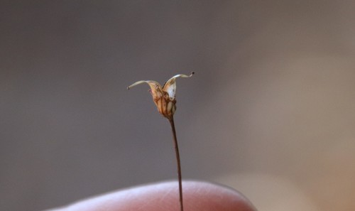 Parry's jepsonia (Jepsonia parryi)