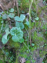 Parry's jepsonia (Jepsonia parryi)