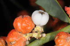 Jodina rhombifolia (Jodina rhombifolia)