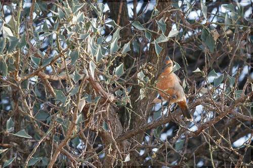 Jodina rhombifolia (Jodina rhombifolia)