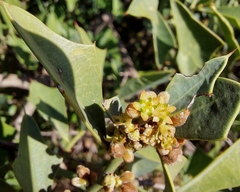 Jodina rhombifolia (Jodina rhombifolia)