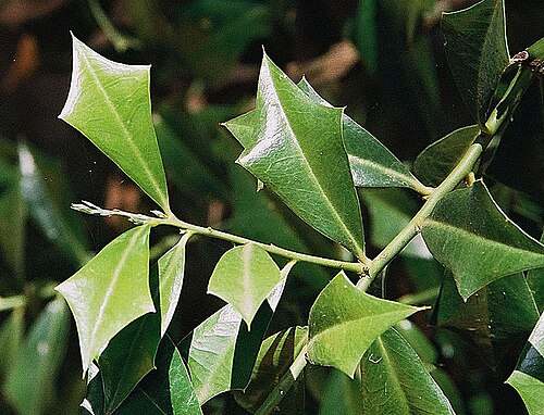 Jodina rhombifolia: A species from northeastern Argentina with unusual leaves. Sombra de toro belongs in the Santalaceae family or the Cervantesiaceae family, depending on authorit