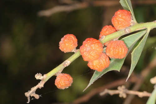 Jodina rhombifolia (Jodina rhombifolia)