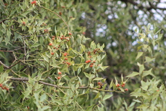 Jodina rhombifolia (Jodina rhombifolia)