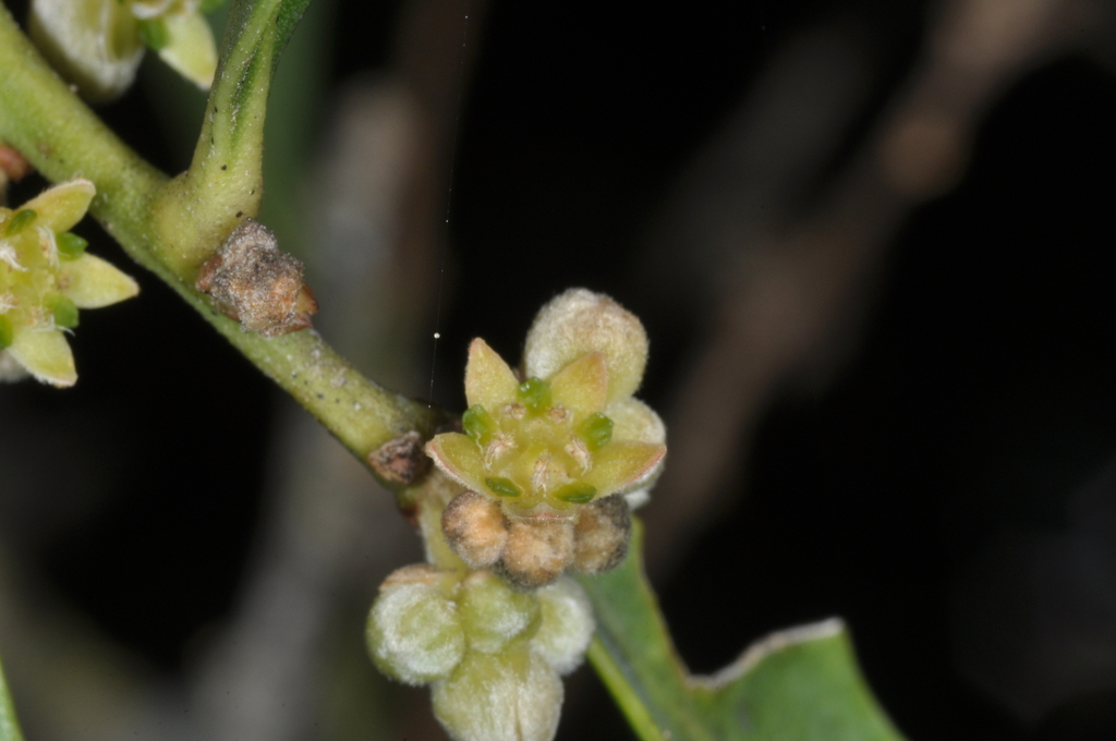 Jodina rhombifolia (Jodina rhombifolia)