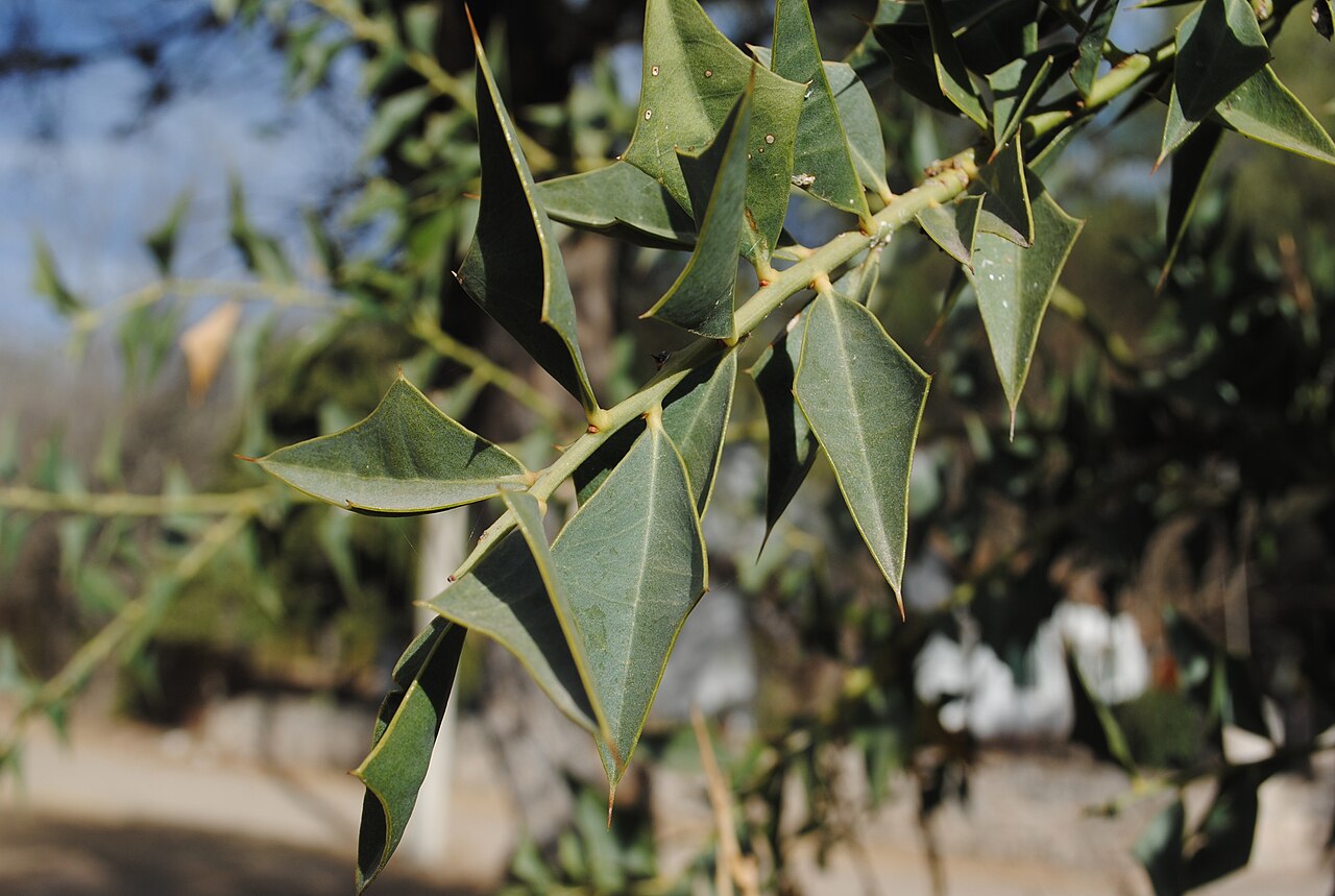 Jodina rhombifolia: Typical Jodina rhombifolia leaves