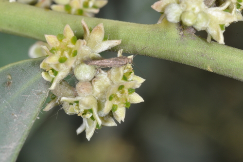 Jodina rhombifolia (Jodina rhombifolia)