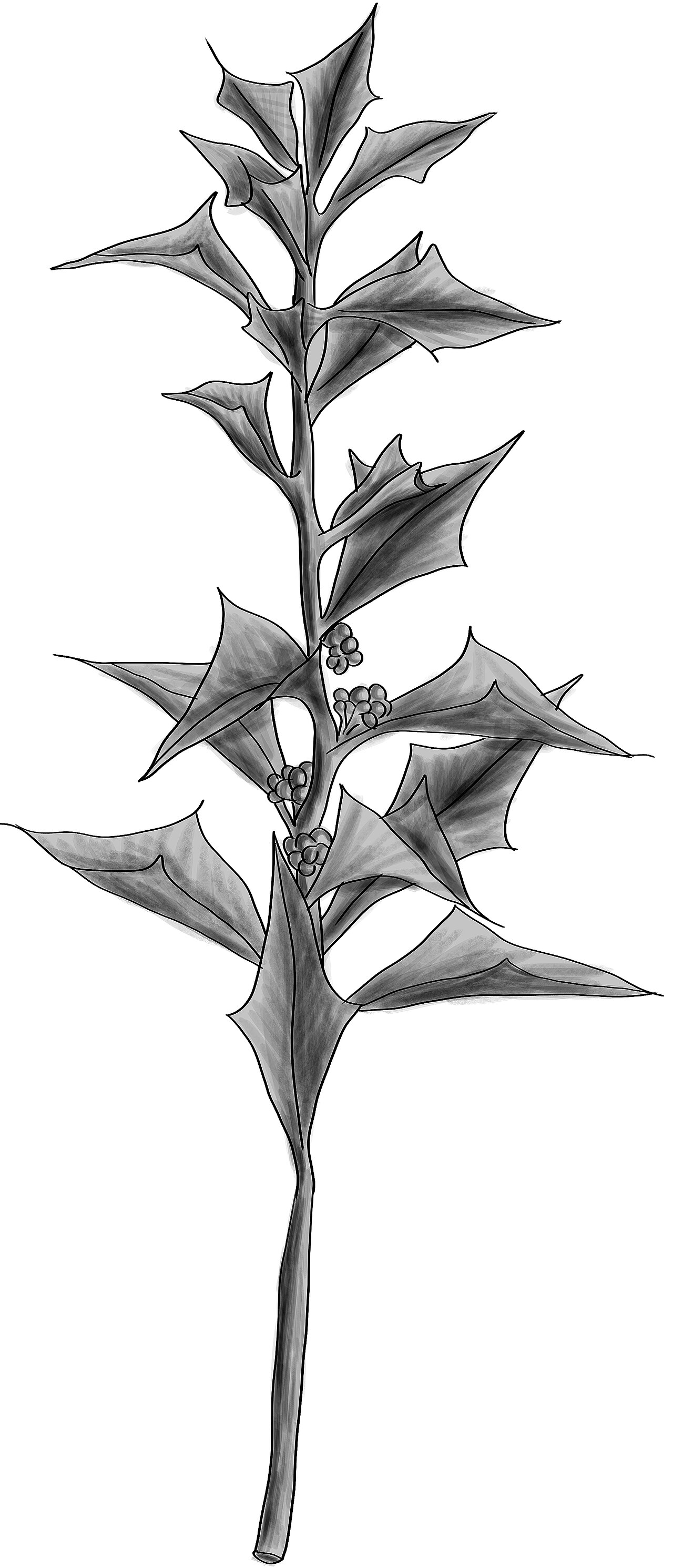 Jodina rhombifolia: Jodina rhombifolia BYN
