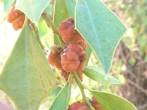 Jodina rhombifolia: Jodina