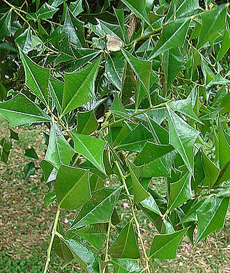 Jodina rhombifolia: Sombra del Toro is noteable for its unusual leaves. Buenos Aires. In context at www.dixpix.ca/sth_cordillera/flora/parasites/index.html